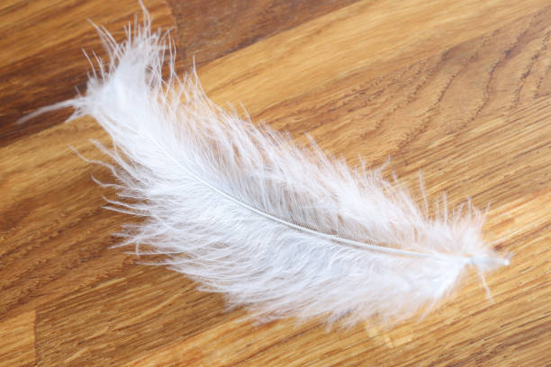 istock White feather lies on wooden table closeup 1311089657