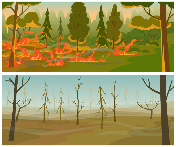 waldbrand. brennen flammenbäume wildheißes wetter naturkatastrophen beschädigt wälder genau vektor cartoon hintergrund-illustrationen - burned tree stock-grafiken, -clipart, -cartoons und -symbole