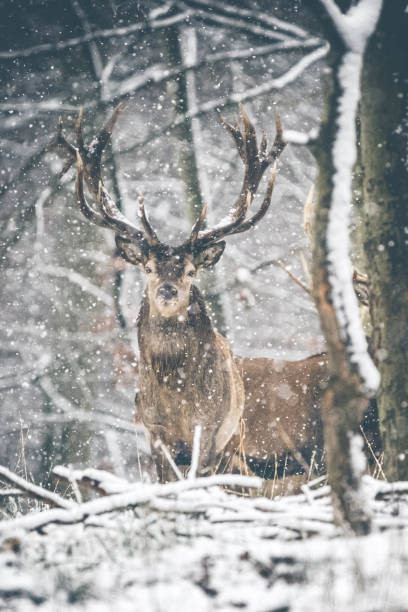istock Deers in winterwonderland 1311091519