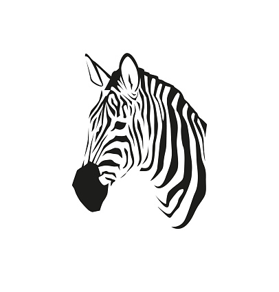 African zebra portrait in vector isolated on white background. Wild animal black and white illustration for minimalist print or other design