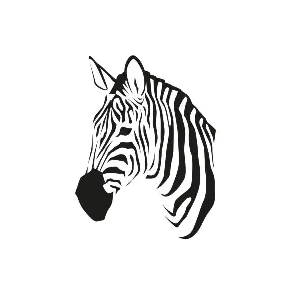 Vector illustration of African zebra portrait in vector isolated on white background. Wild animal black and white illustration for minimalist print or other design