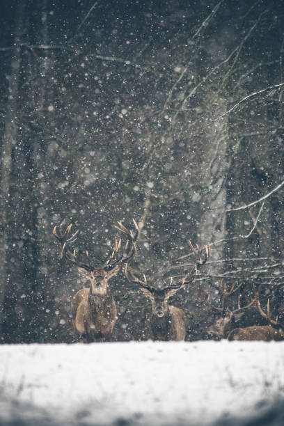 istock Deers in winterwonderland 1311092330