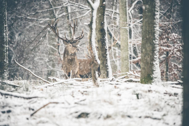 istock Deers in winterwonderland 1311092451