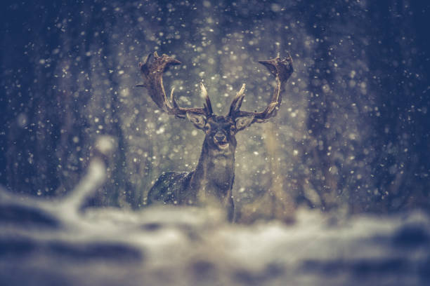 istock Deers in winterwonderland 1311092453