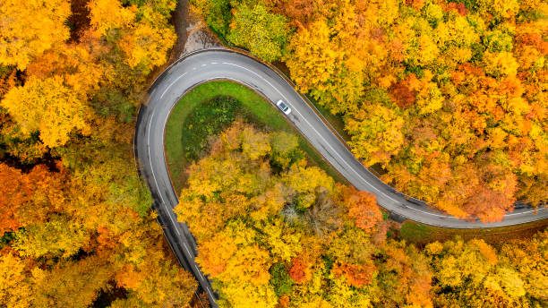 istock Road through autumnal forest - aerial view 1311092588