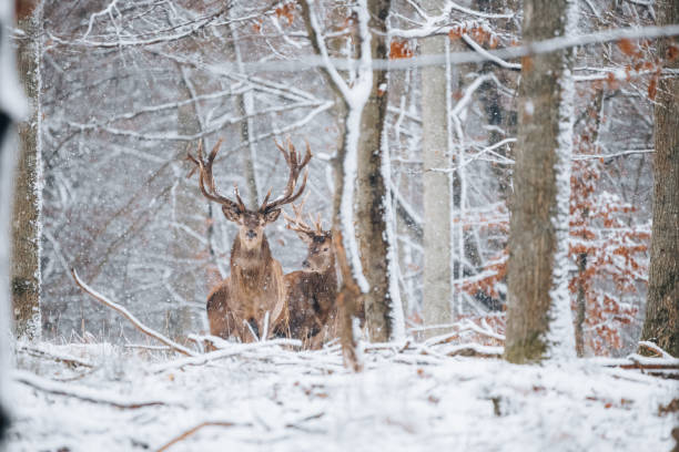 istock Deers in winterwonderland 1311092626