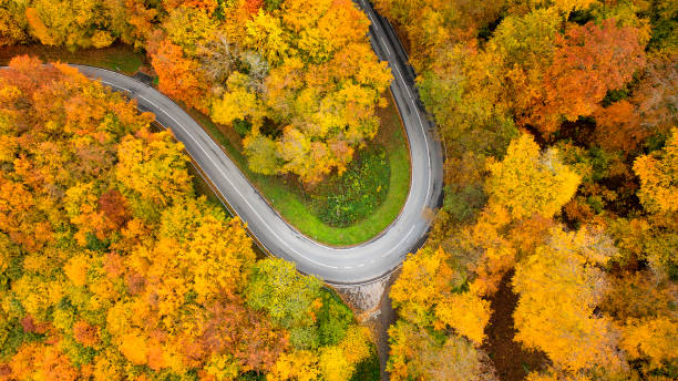 istock Road through autumnal forest - aerial view 1311092638