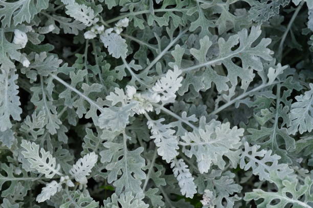 istock Senecio cineraria plant background 1311092874