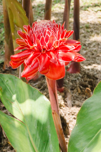 fleur rouge de gingembre de torche du costa rica - torch ginger photos et images de collection
