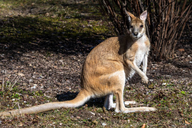 The agile wallaby, Macropus agilis also known as the sandy wallaby is a species of wallaby found in northern Australia and New Guinea.