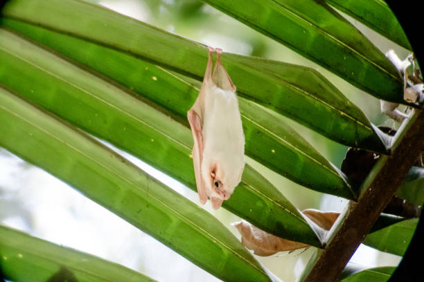 istock White bat from Costa Rica 1311093128