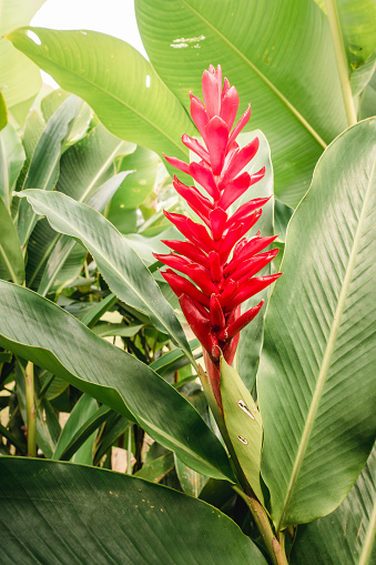 Red ginger flower with green leaves