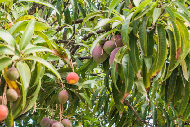 Tree Ripe Orange Mango 3,100+ Ripe Mango Tree Stock Photos, Pictures & Royalty-Free Images ...