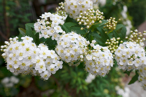 Reeves spirea, Spiraea cantoniensis. Flowers that bloom in spring.