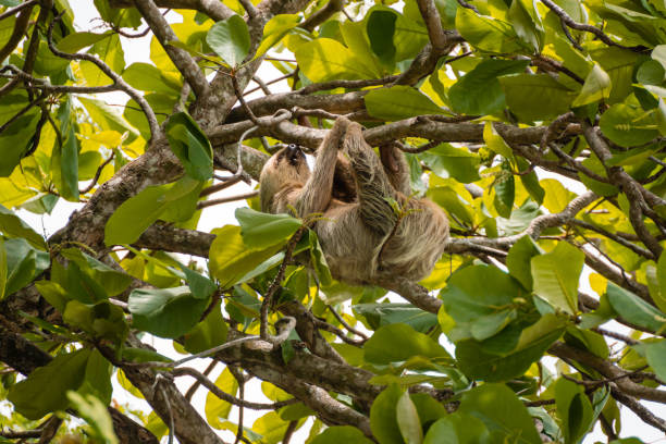Three toed Sloth Costa Rica Three toed Sloth is hanging in a tree in Costa Rica tortuguero national park stock pictures, royalty-free photos & images