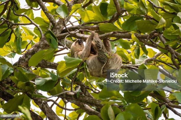 Three Toed Sloth Costa Rica Stock Photo - Download Image Now - Tortuguero National Park, Sloth, Three-toed Sloth