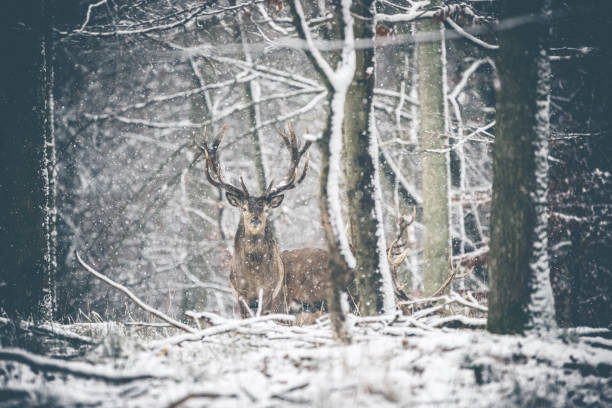 istock Deers in winterwonderland 1311093783