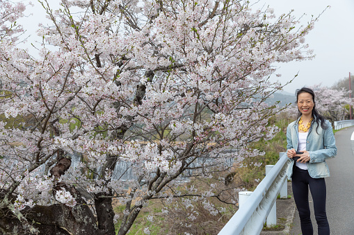 Japanese woman enjoying cherry Blossoms