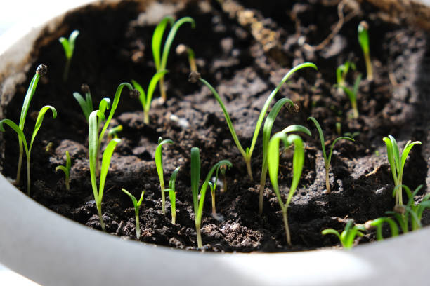 istock Young seedling of spinach growing in pot on windowsill . Green seedlings aromatic herb. 1311094567