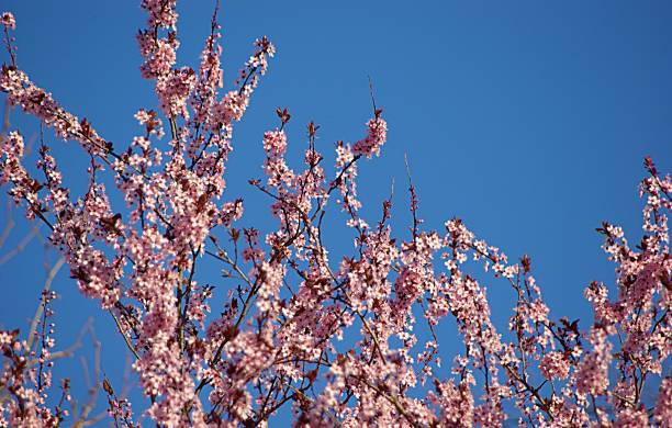 istock Pink cherry blossom in the sun 1311095672