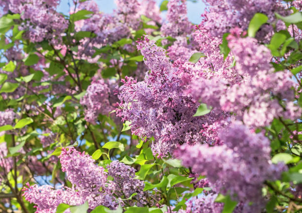 istock Blooming branches of fragrant purple lilac 1311097269