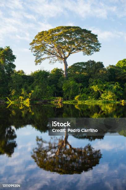 A Tree Stealing The Show On The Rainforest Stock Photo - Download Image Now - Amazon Region, Tree, Forest