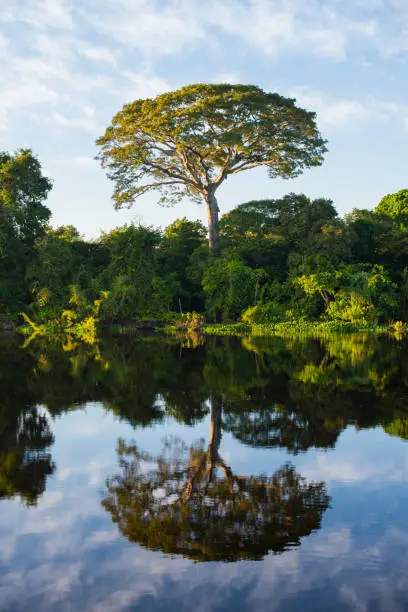 A big tropical tree amidst the lush Amazonian rainforest at the Guaporé - Itenez riverbank, Ricardo Franco, Vale do Guaporé Indigenous Land, Rondônia, Brazil