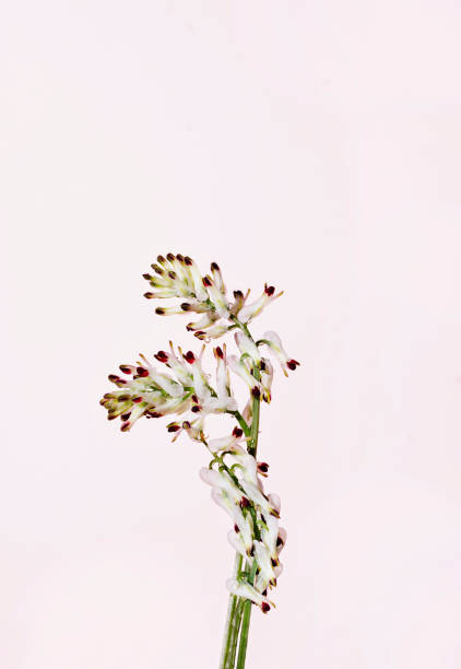 istock Flowers of white fumitory  on colored background 1311099302