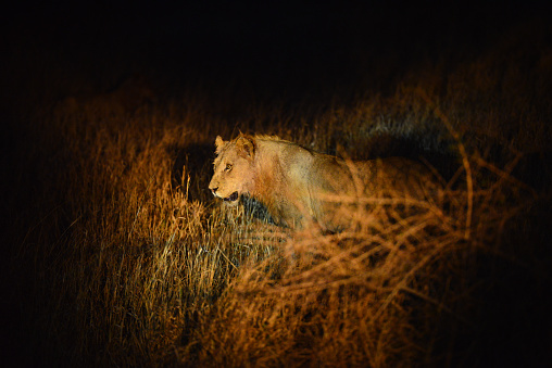 A lonely lion during an evening game drive, Kruger National Park, South Africa