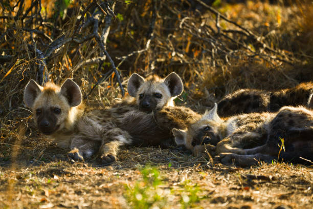 Lovely little furry hyena cubs A litter of spotted hyena (Crocuta crocuta) cubs, Kruger National Park, South Africa spotted hyena photos stock pictures, royalty-free photos & images