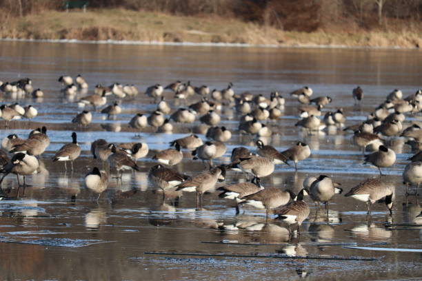 istock Huge flock of geese 1311099823