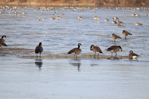 istock Flock of geese 1311099846