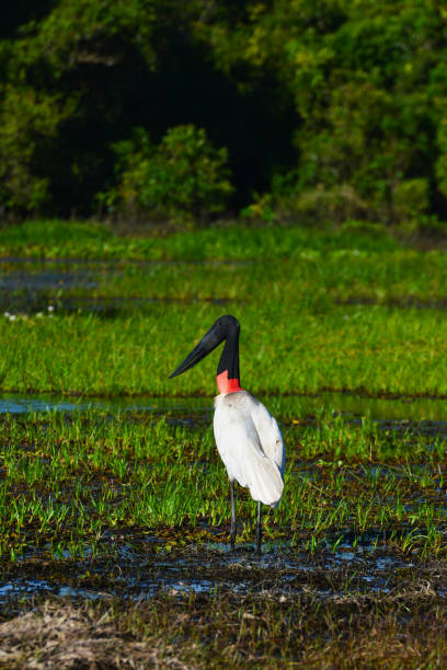 istock A jabiru in the wild 1311099857