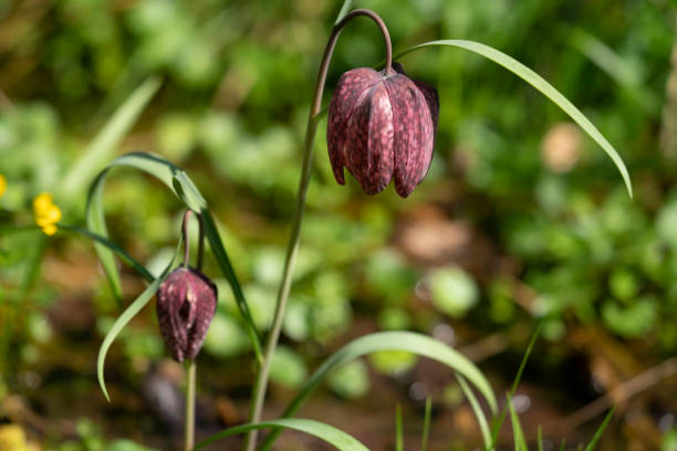 istock Snake's Head Fritillary (Fritillaria meleagris) in its natural environment, swamps 1311100113