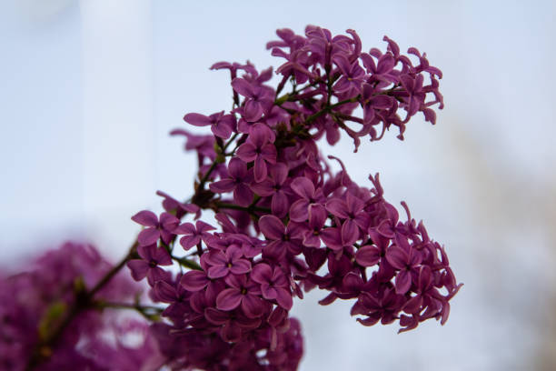 Beautiful species of Syringa vulgaris stock photo
