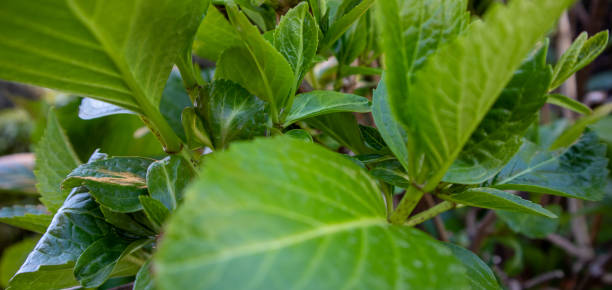 Between leaves of garden plants stock photo