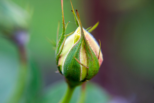 Flower of a rosebush captured up close