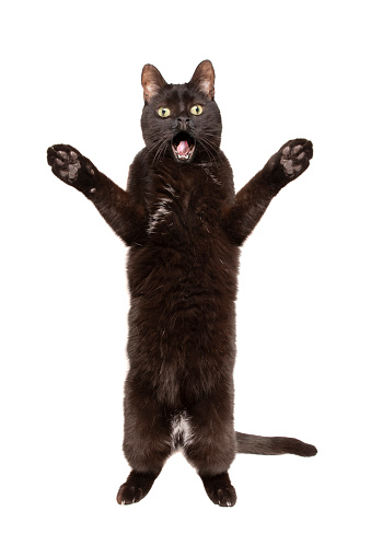 istock Black Cat Standing With Shocked Expression on White 1311101367