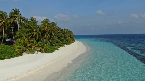 istock beach with palm trees and turquoise water in Maldives 1311101369