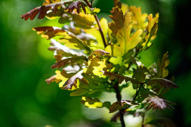 istock oak leaves on a bright day on a branch 1311101428