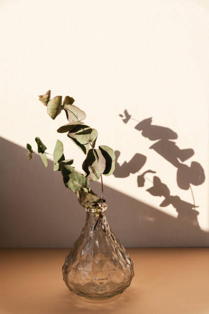 istock Eucalyptus branches in glass vase in sunlight. Home decor 1311101453