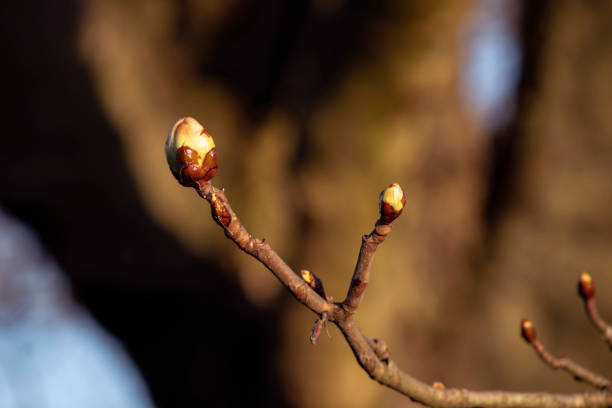 istock Spring tree leaf bud. Close-up of fresh new leaf bud in springtime. 1311102013