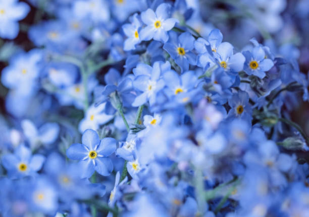istock Charming blue forget-me-not flowers 1311102071