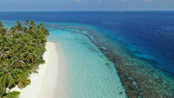 istock beach with palm trees and turquoise water in Maldives 1311102549