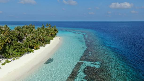 istock beach with palm trees and turquoise water in Maldives 1311102715