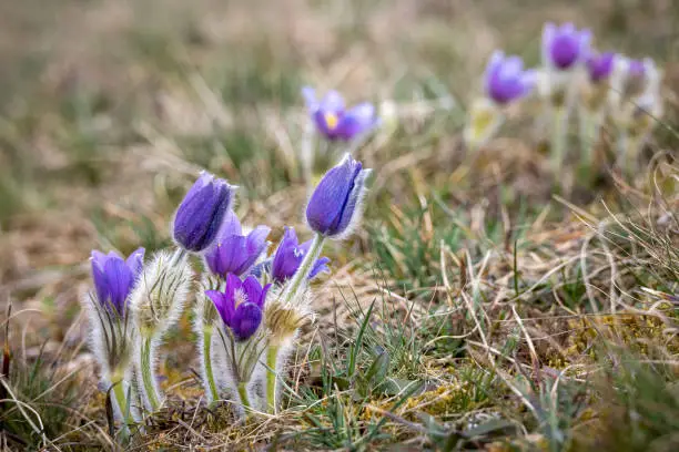 Amazing rare flowering plant Pulsatilla grandis known as greater pasque flower - Czech Republic, Europe