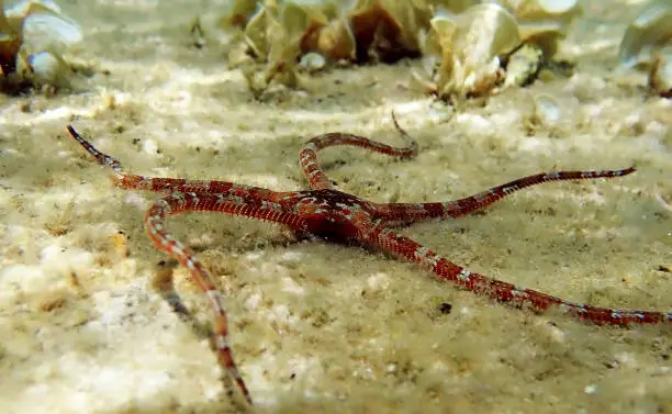 Photo of SMOOTH BRITTLE STAR - (Ophioderma longicauda)