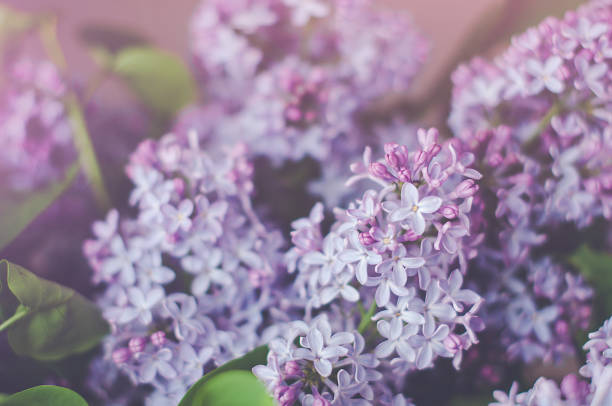 istock Branches of purple lilac close up, selective focus. 1311106755