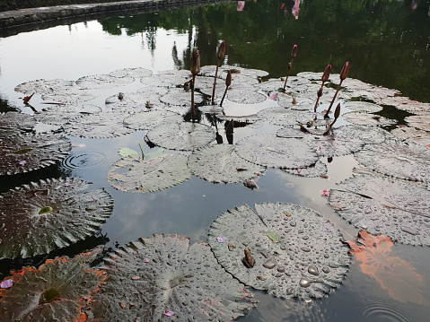 Lotus flowers float on water