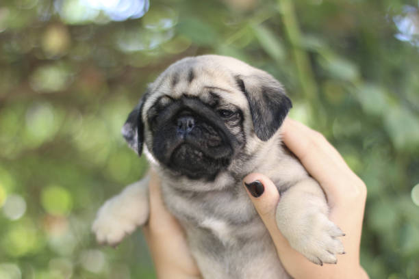 istock Pug puppy - stock photo 1311106888